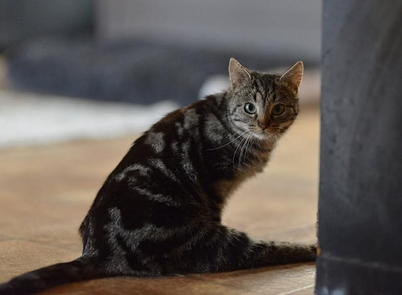 Kattenpraat