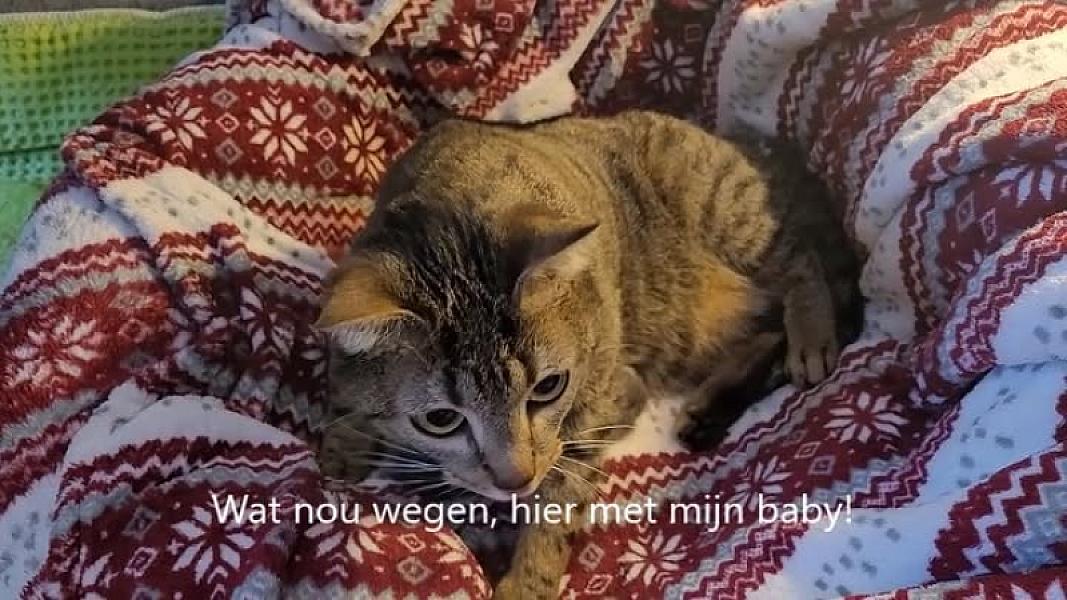 Kattenpraat