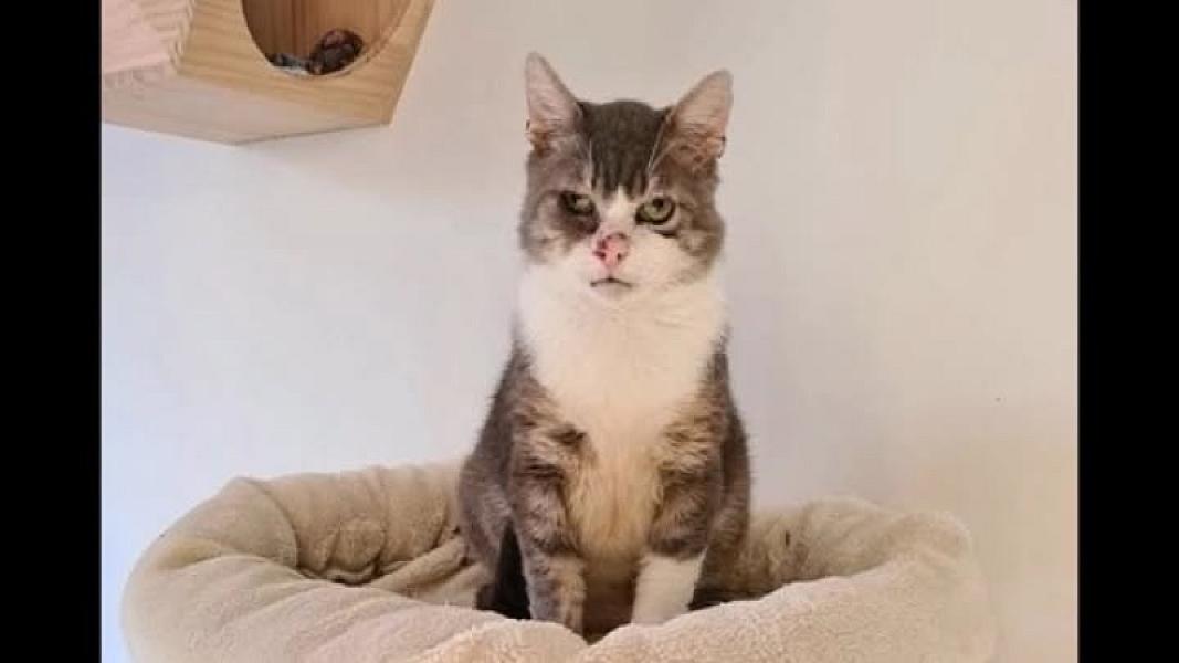 Kattenpraat