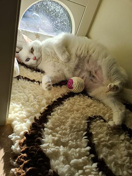 Kattenpraat