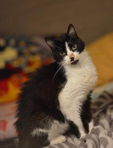 Kattenpraat