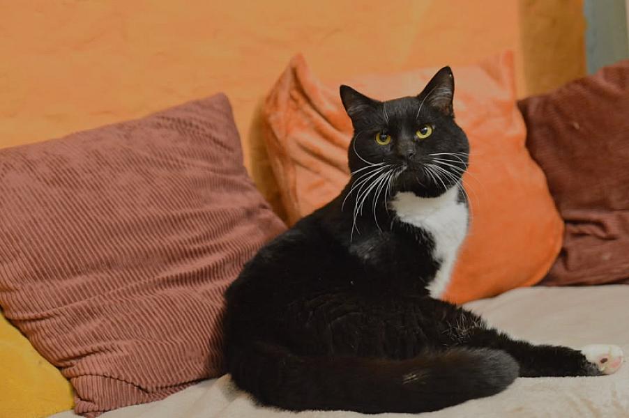 Kattenpraat