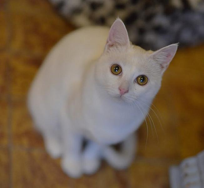 Kattenpraat