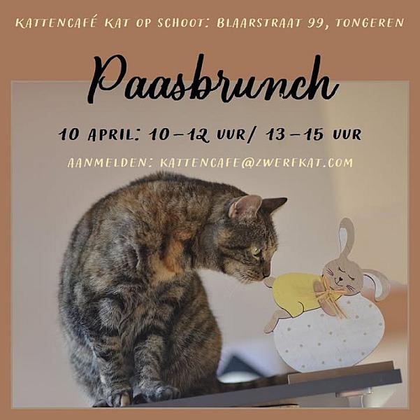 Kattenpraat