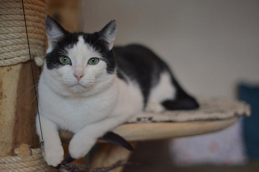 Kattenpraat