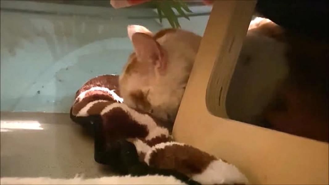 Kattenpraat
