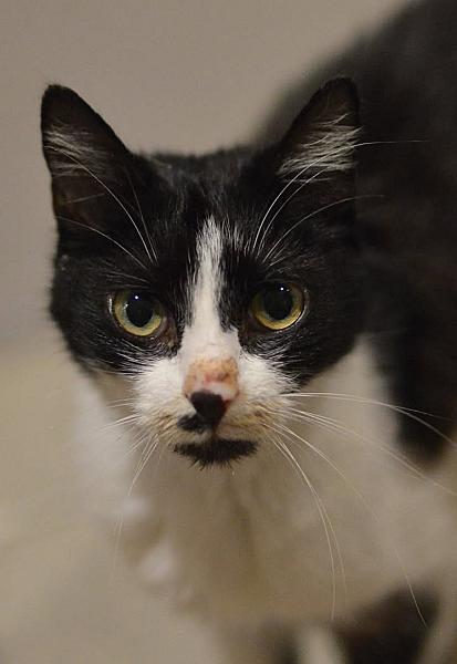 Kattenpraat
