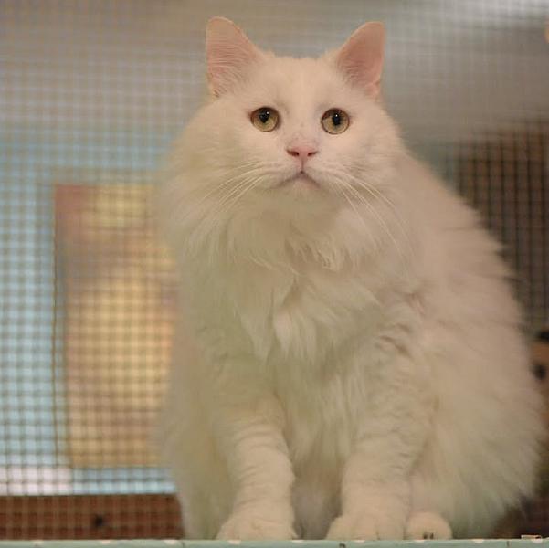 Kattenpraat