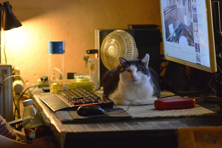 Kattenpraat