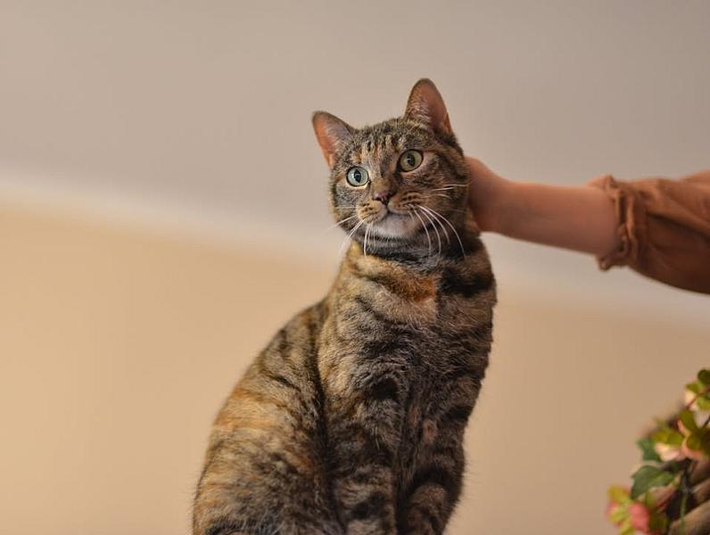 Kattenpraat