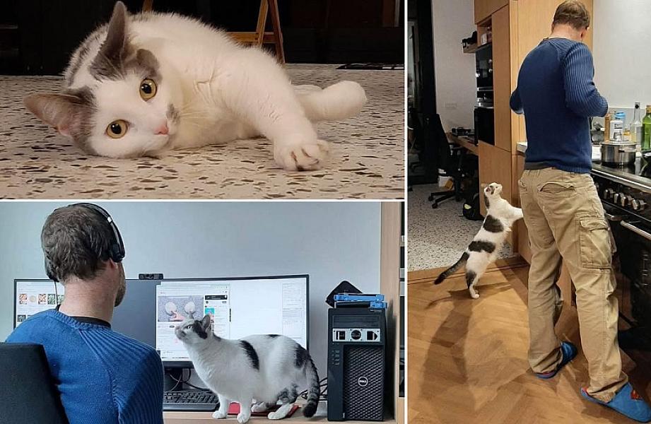 Kattenpraat