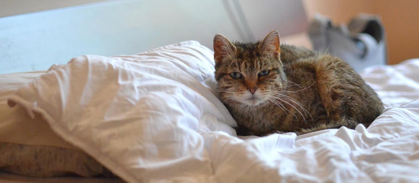 Kattenpraat
