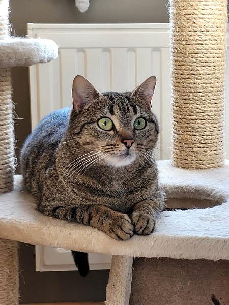 Kattenpraat