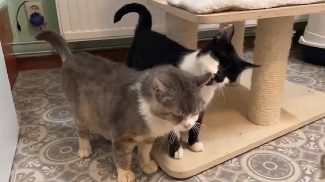 Kattenpraat