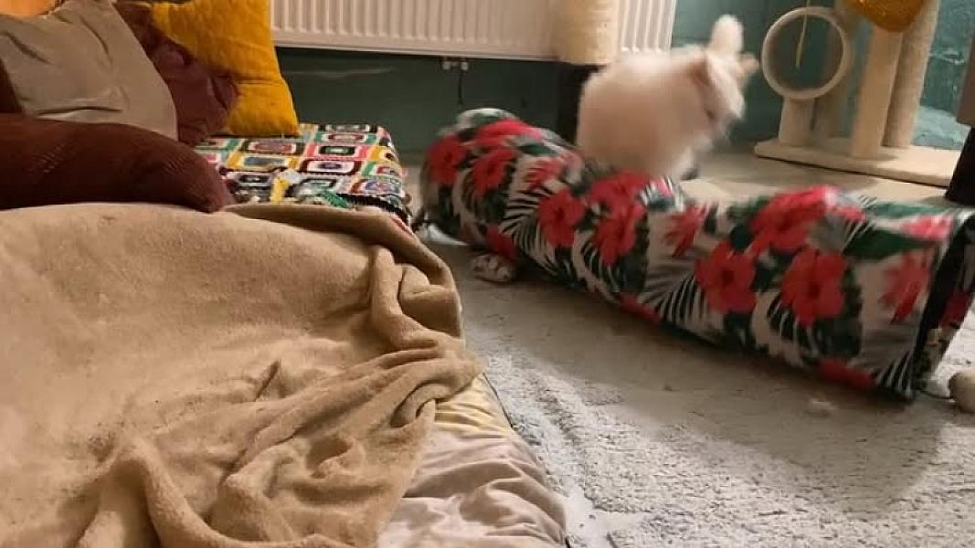 Kattenpraat