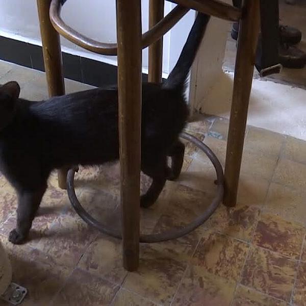 Kattenpraat