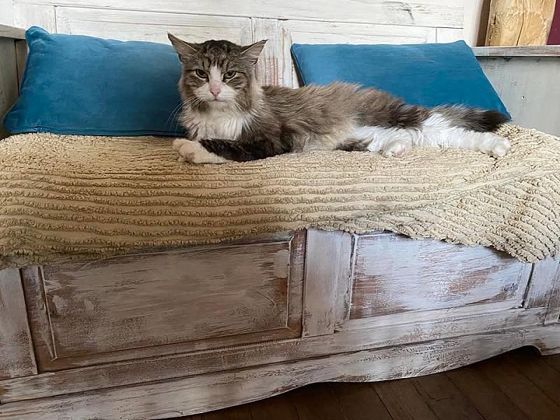 Kattenpraat