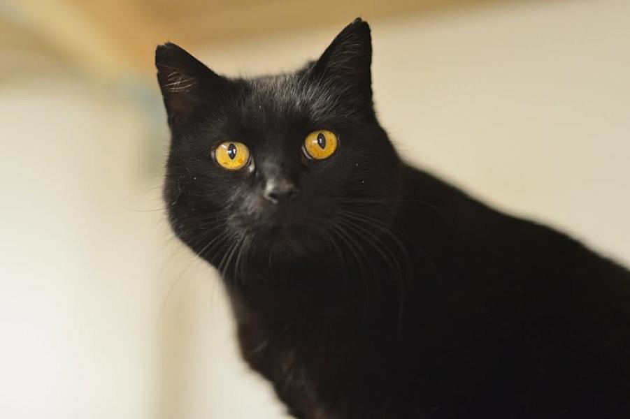 Kattenpraat