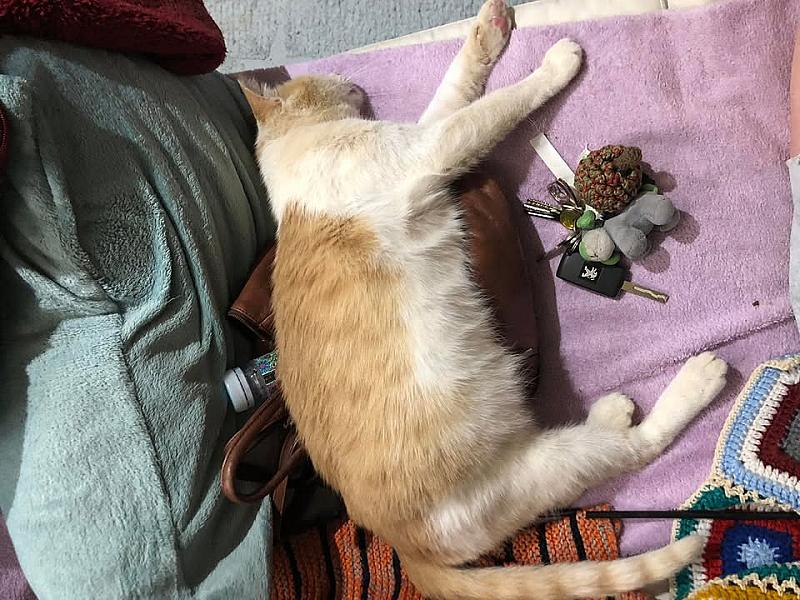Kattenpraat