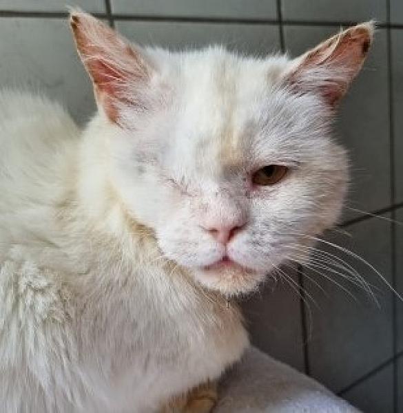 Kattenpraat