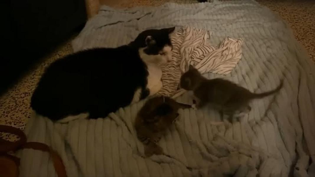 Kattenpraat