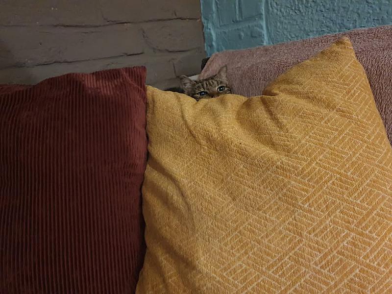 Kattenpraat
