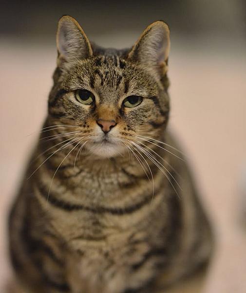 Kattenpraat