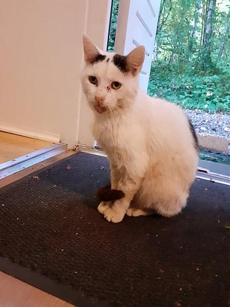 Kattenpraat
