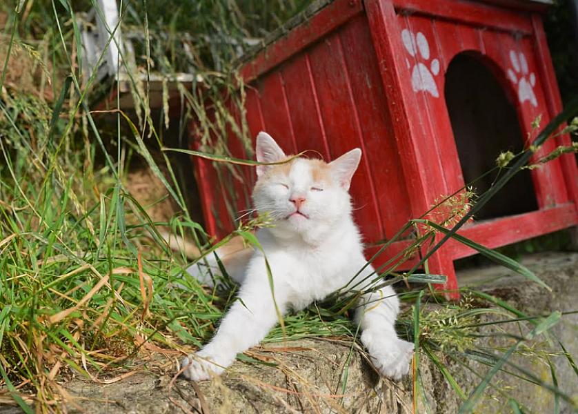 Kattenpraat