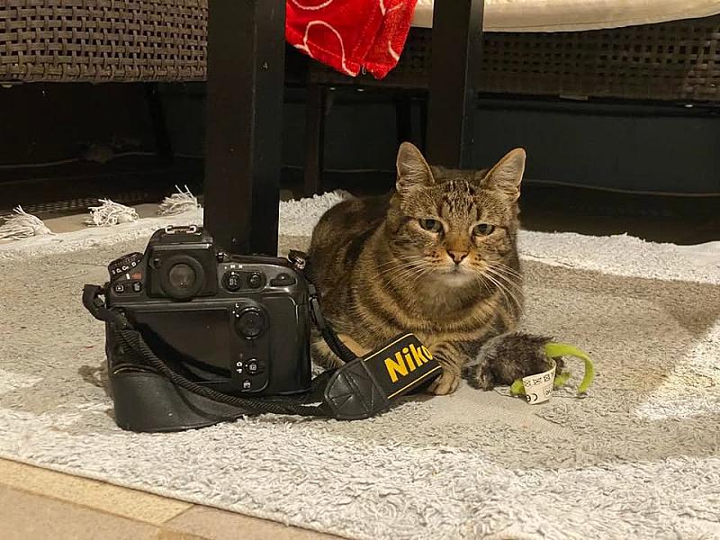 Kattenpraat