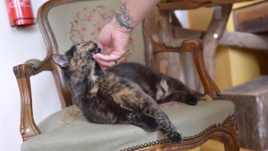 Kattenpraat