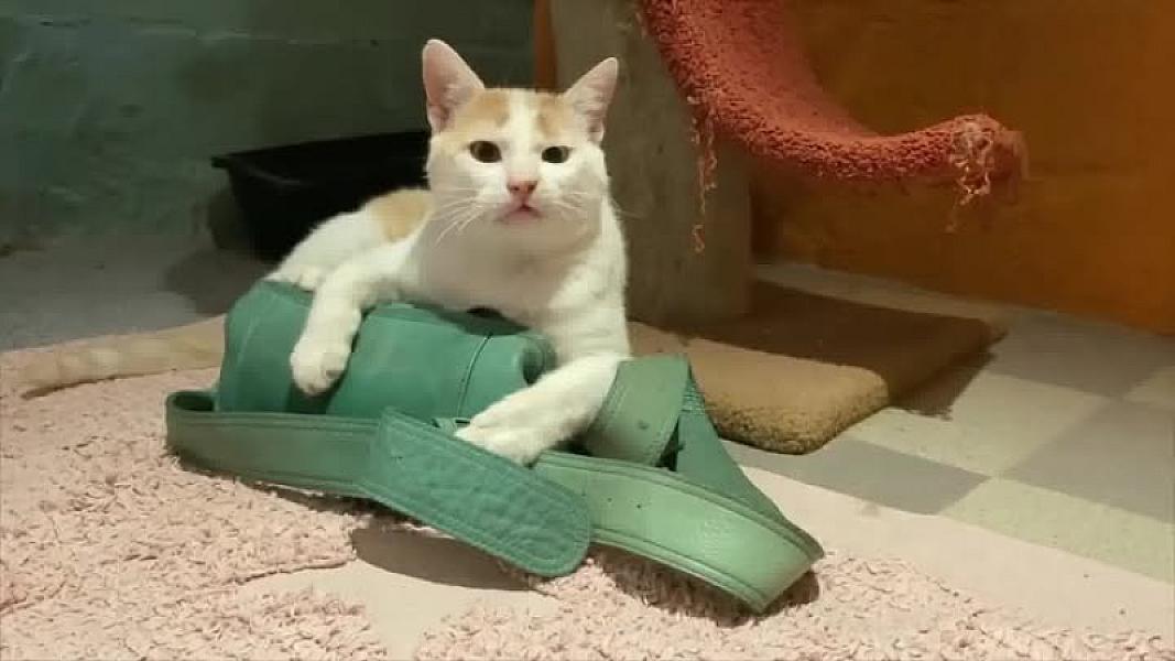 Kattenpraat