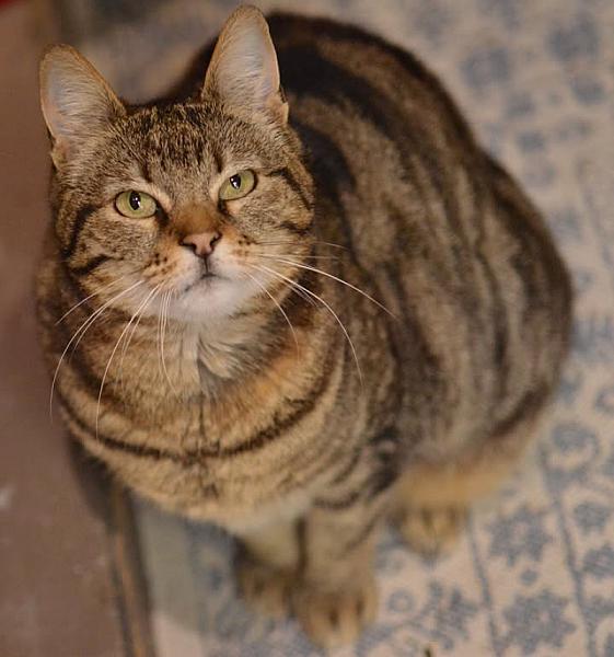 Kattenpraat
