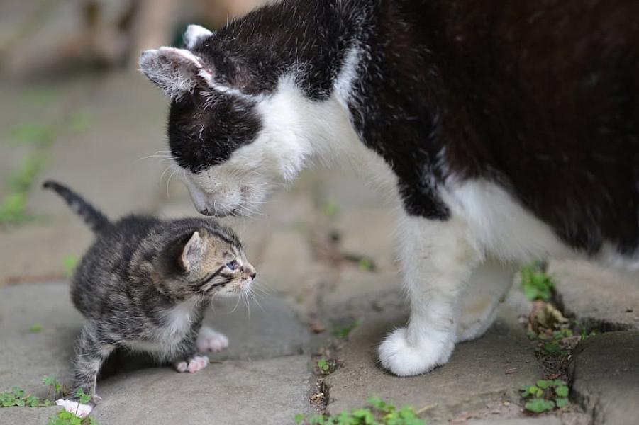 Kattenpraat