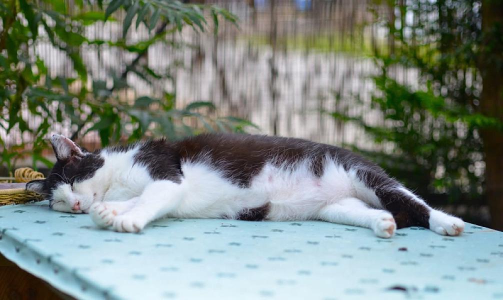 Kattenpraat