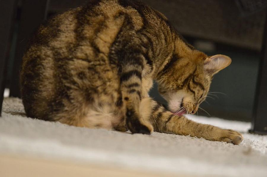 Kattenpraat