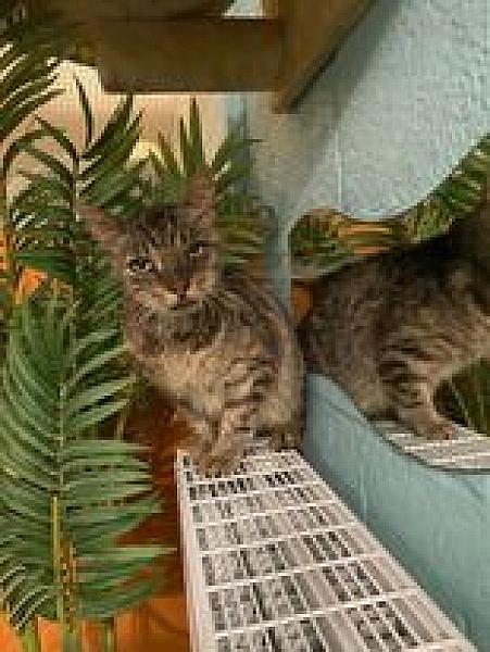 Kattenpraat