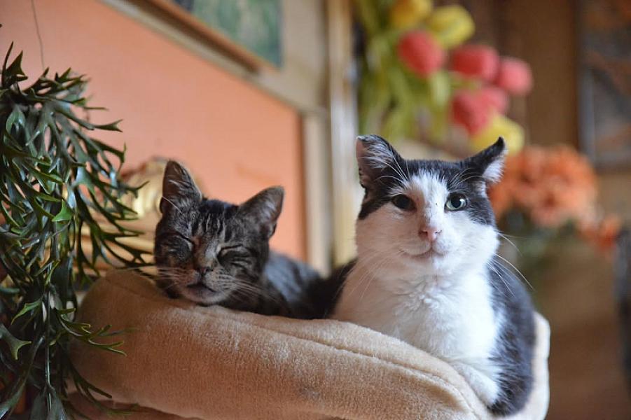 Kattenpraat