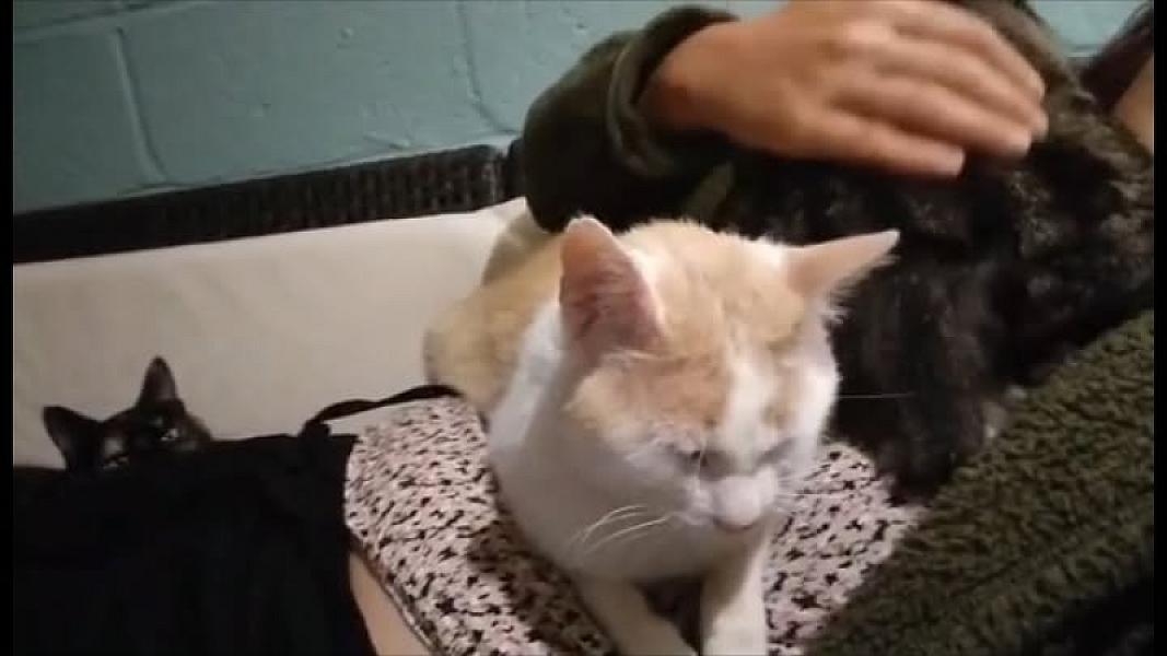 Kattenpraat
