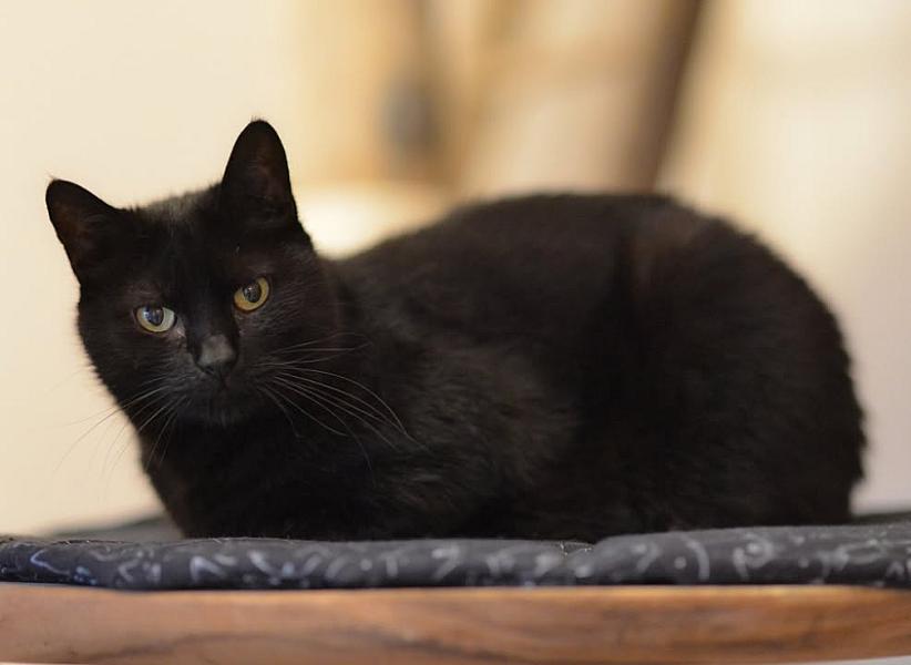 Kattenpraat