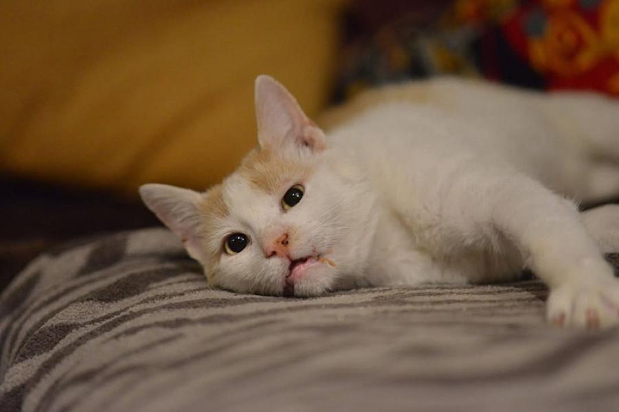Kattenpraat