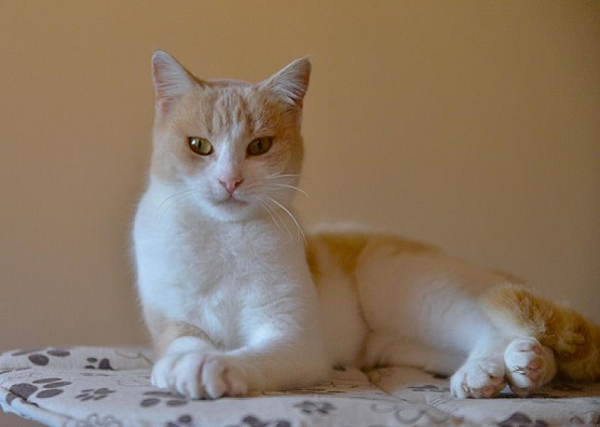 Kattenpraat