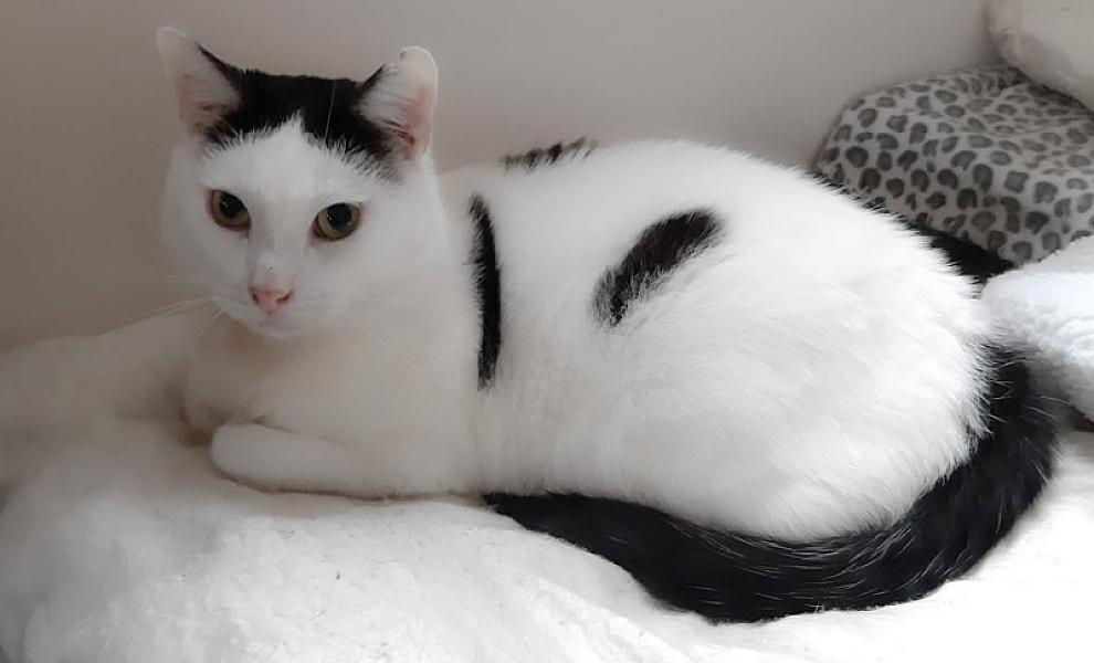 Kattenpraat