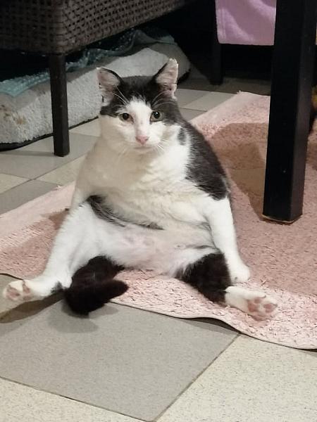 Kattenpraat