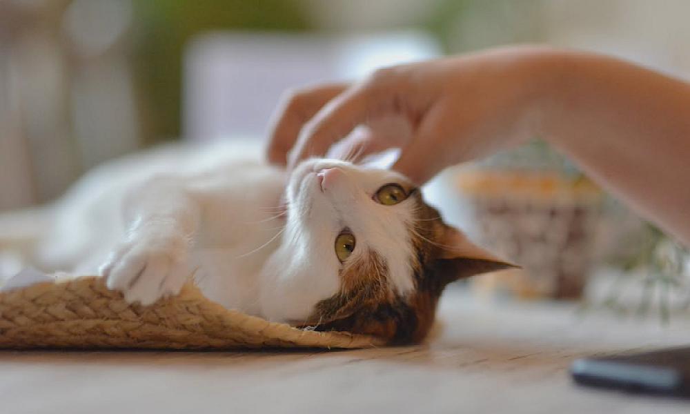 Kattenpraat