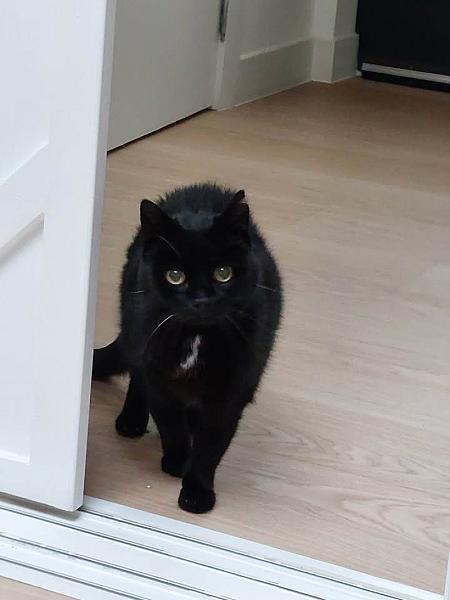 Kattenpraat