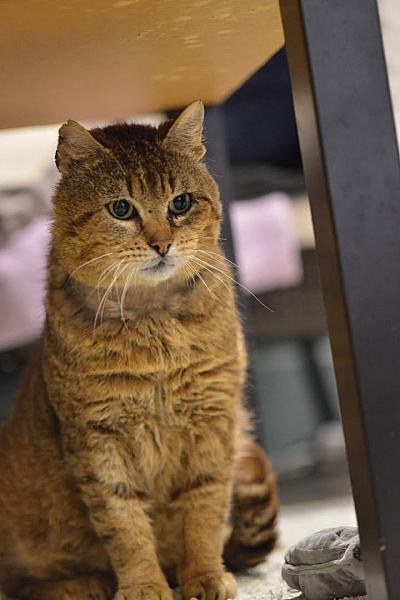Kattenpraat