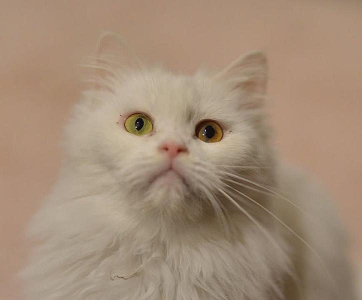 Kattenpraat