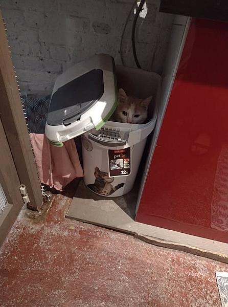 Kattenpraat