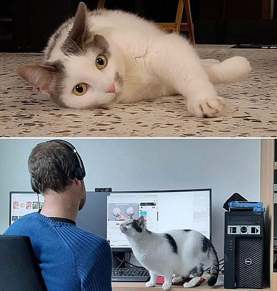 Kattenpraat